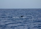 WhaleWatching 026
